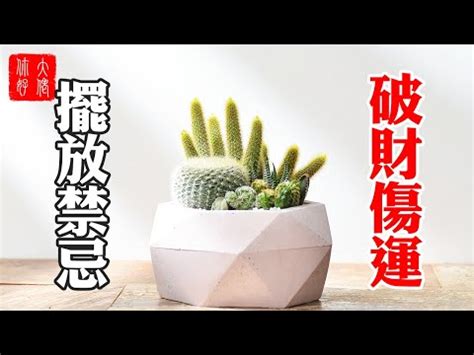 門口可放仙人掌嗎|仙人掌可以放家裡嗎？探討風水與養護的秘訣 – 植物盆栽綠寶典